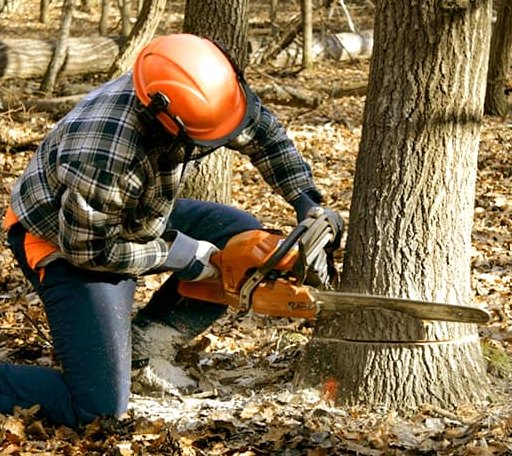Tree Removal in Long Lake, WI